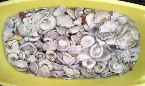 Как исправить соленые грузди. Как вымочить сильно соленые грузди от соли