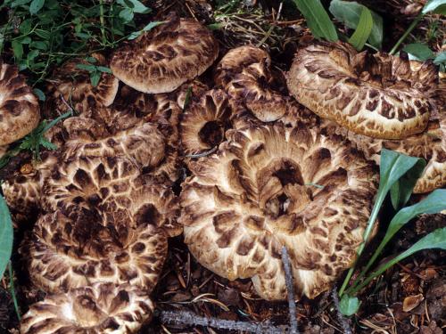 Какие грибы в сосновом лесу осенью. Съедобные виды грибов в сосновом лесу