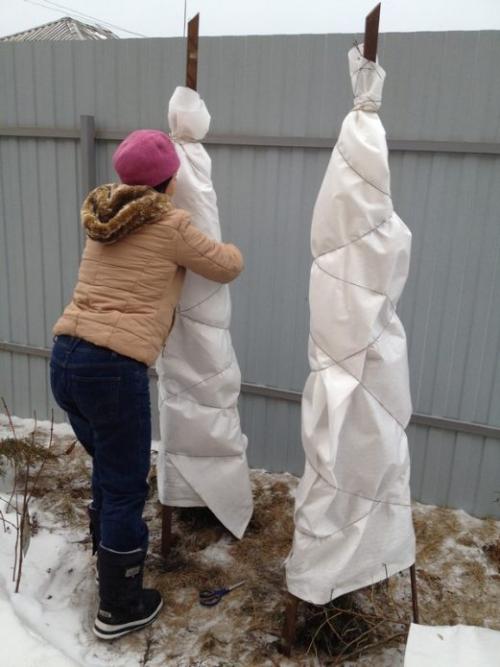 Надо ли укрывать на зиму можжевельник. Надо ли укрывать можжевельники на зиму