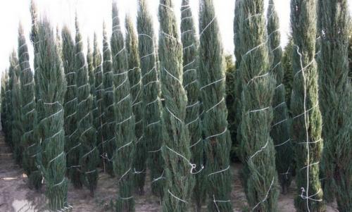 Нужно ли укрывать на зиму можжевельник казацкий. Нужно ли укрывать
