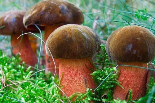 Гриб пластинчатый с коричневой шляпкой и коричневой ножкой. Обзор условно-съедобных грибов