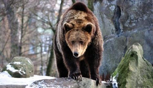 Приметы про животных о погоде. Приметы по домашним животным 01