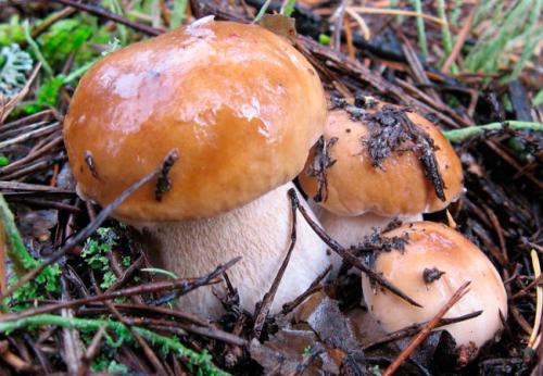 Бывают ли ложные белые грибы. Виды белого гриба