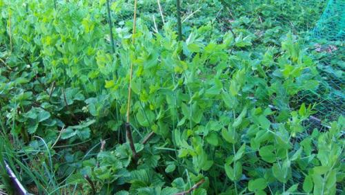 Можно ли садить разные сорта клубники рядом. Клубника и подходящие соседи