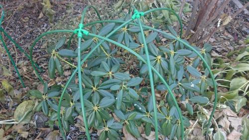 Как укрыть рододендрон на зиму в подмосковье. Как укрыть на зиму вечнозеленые рододендроны?