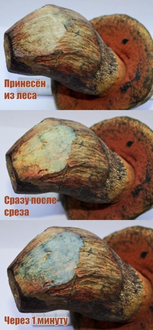 Какой гриб на срезе оранжевый. Помогите определить гриб