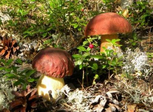 Как выглядит польский боровик. Польский гриб 04