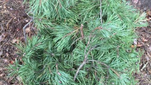 Надо ли укрывать на зиму можжевельник. Надо ли укрывать можжевельники на зиму