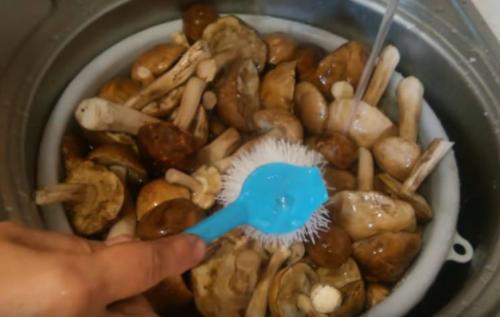 Как приготовить грибы подберезовики и белые грибы. Как правильно варить лесные грибы