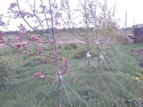 Что нужно сделать, чтобы зацвела груша. Как я заставил плодоносить грушу.