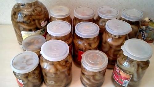 Как солить грибы в домашних условиях. Соление грибов в домашних условиях на зиму в банках