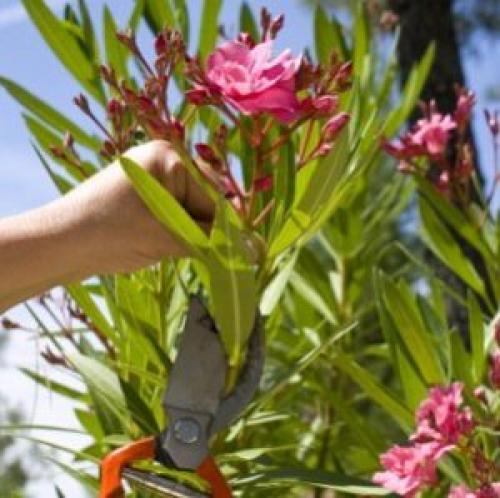 Укрытие рододендрона на зиму в ленинградской области. Как подготовить рододендрон к зиме