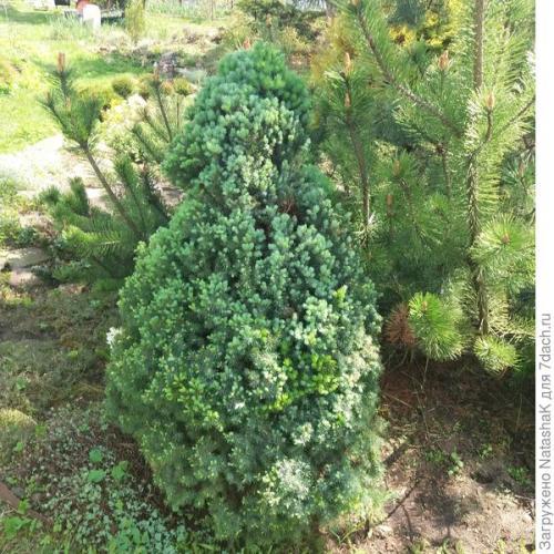 Как укрыть голубую ель на зиму. Хвойные и зимовка –, что накрываем, а что нет