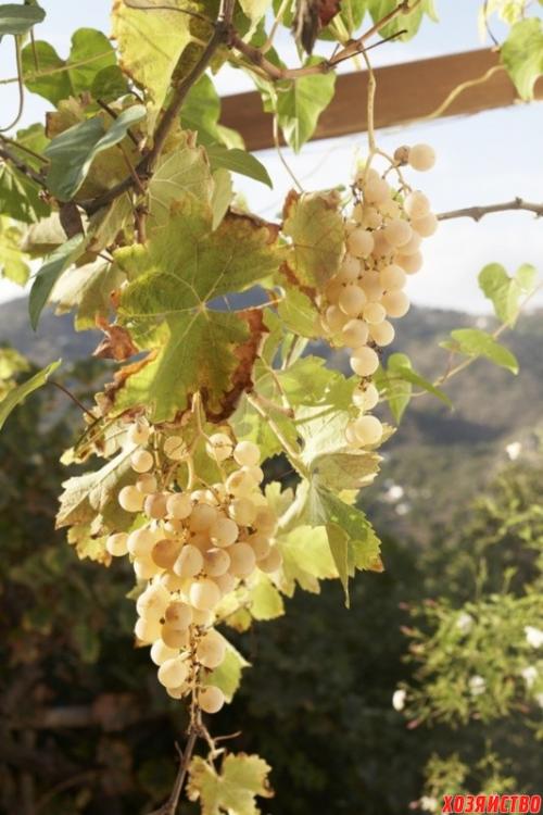 Сорта винограда с высоким содержанием сахара. Самый cладкий виноград