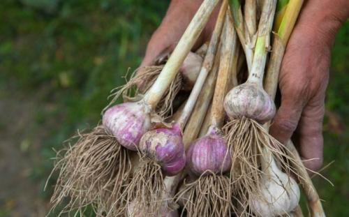 Когда сажать чеснок по лунному календарю осенью-2019: благоприятные дни и неблагоприятные. И важные хитрости: а я так делаю