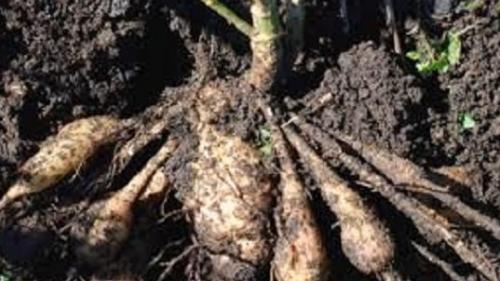 Уборка георгинов. Георгины. Уборка клубней и правильное хранение зимой.