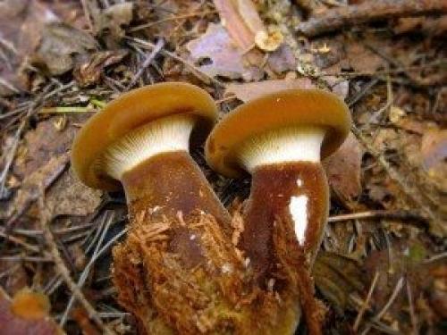 Сколько варить свинухи перед заморозкой. Как варить свинушки 07