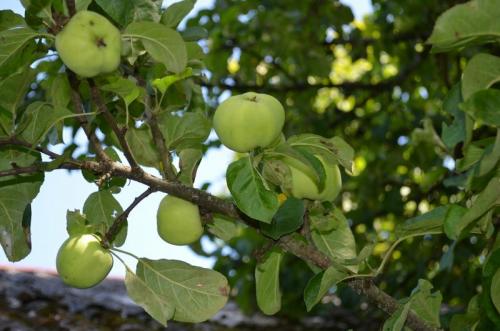 Обработка деревьев осенью от парши. Чем обработать яблоню осенью от парши. Эффективные средства
