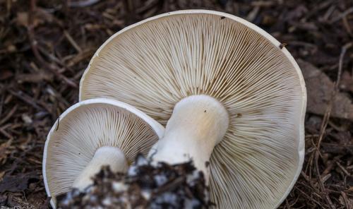 Гриб с коричневой шляпкой и белой ножкой. Пластинчатые грибы с пластинками белого и серого цвета