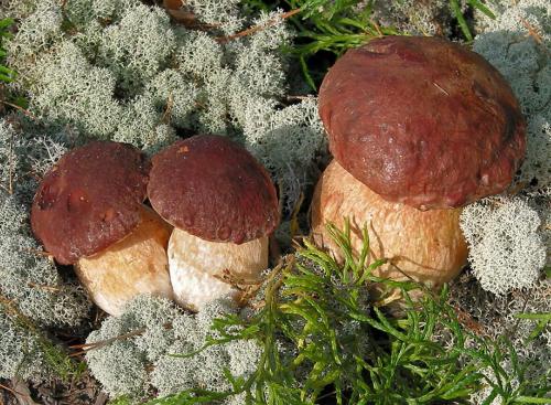 Какие грибы в сосновом лесу осенью. Съедобные виды грибов в сосновом лесу