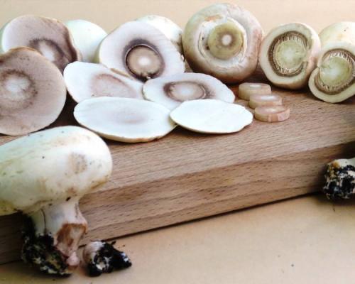 Польский гриб сушить. Как сушить грибы правильно (7 способов в домашних условиях)