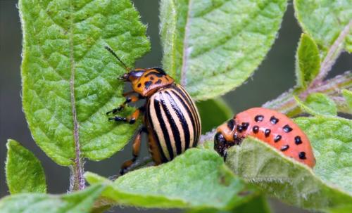 Колорадский жук борьба. 10 способ борьбы с колорадским жуком на картофеле