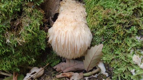 Гриб оленья борода. Ежевик гребенчатый - объявляем войну Альцгеймеру