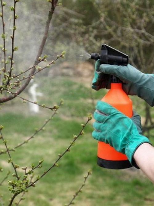 Хлористый калий от парши. Химические средства