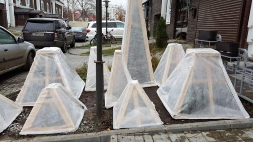 Надо ли укрывать на зиму можжевельник. Надо ли укрывать можжевельники на зиму