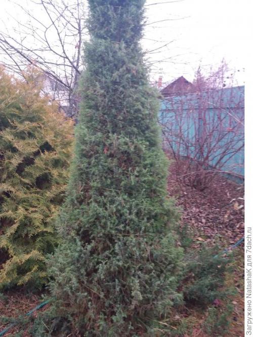 Как укрыть голубую ель на зиму. Хвойные и зимовка –, что накрываем, а что нет