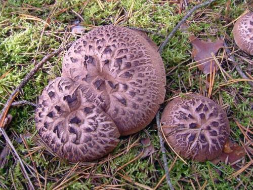 Какие грибы в сосновом лесу осенью. Съедобные виды грибов в сосновом лесу