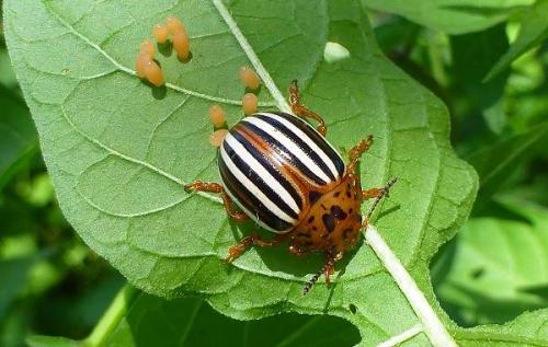 Яйца колорадского жука. Жизненный цикл