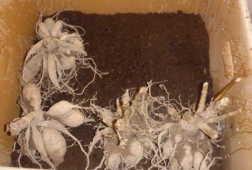 Уборка георгинов. Георгины. Уборка клубней и правильное хранение зимой.