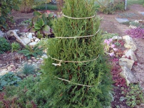 Надо ли укрывать на зиму можжевельник. Надо ли укрывать можжевельники на зиму