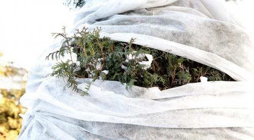 Надо ли укрывать на зиму можжевельник. Надо ли укрывать можжевельники на зиму