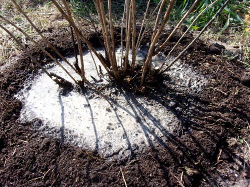 Подготовка кустов смородины и крыжовника к зиме. Осенняя обработка смородины, крыжовника, жимолости – залог будущего урожая