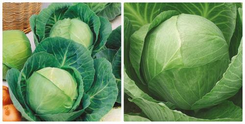 Капуста краснокочанная победа. Сорта белокочанной капусты, которые не разочаруют