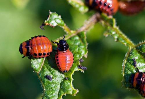 Колорадский жук борьба. 10 способ борьбы с колорадским жуком на картофеле