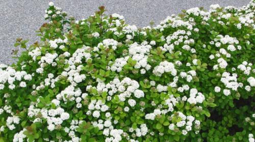 Обрезка спиреи березолистной. Спирея березолистная: описание, посадка и уход