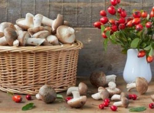 Сколько варить свинухи перед заморозкой. Как варить свинушки 09