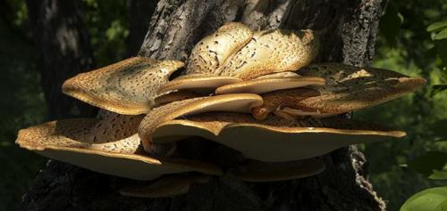 Грибы паразиты на деревьях. Грибы-паразиты, живущие на растениях