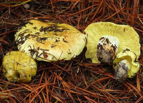 Какие грибы в сосновом лесу осенью. Съедобные виды грибов в сосновом лесу