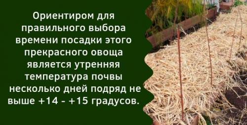 Посадка чеснока осенью в донбассе. Как правильно посадить чеснок осенью в открытый грунт?