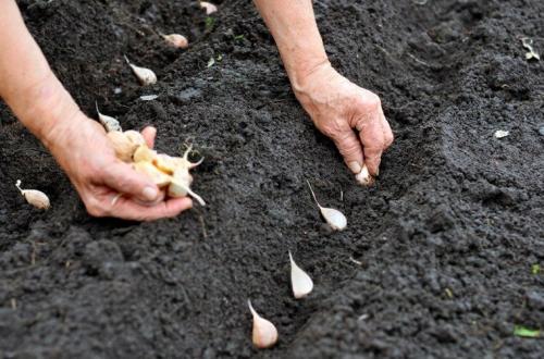Когда сажать чеснок по лунному календарю осенью-2019: благоприятные дни и неблагоприятные. И важные хитрости: а я так делаю