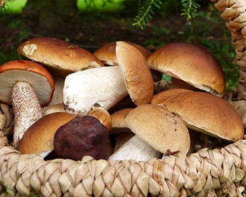 Польский гриб сушить. Как сушить грибы правильно (7 способов в домашних условиях)