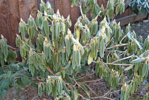 Как укрыть рододендрон на зиму в подмосковье. Как укрыть на зиму вечнозеленые рододендроны?