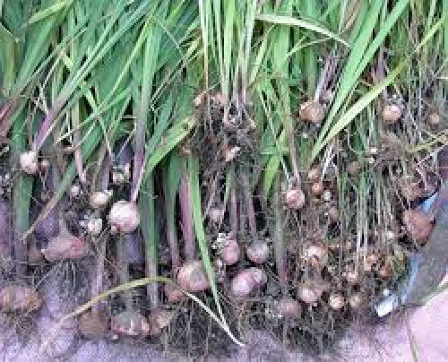 Обработка гладиолусов на хранение. Как подготовить луковицы?