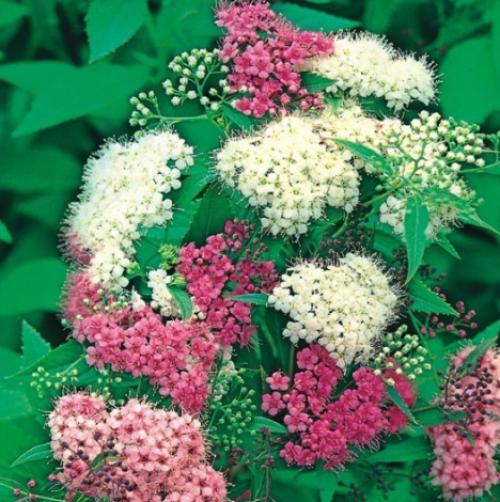 Подготовка спирея к зиме. Подготовка к зиме спиреи