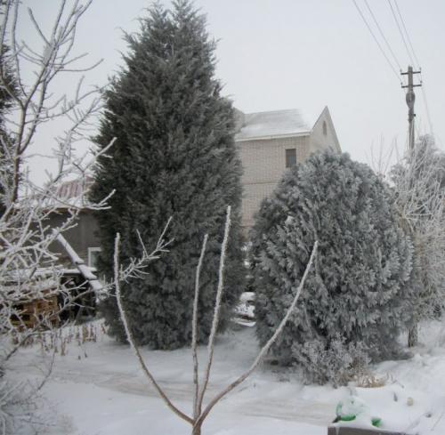 Надо ли укрывать на зиму можжевельник. Надо ли укрывать можжевельники на зиму