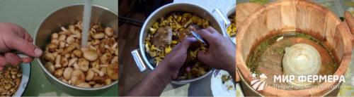 Как солить грибы в домашних условиях. Засолка грибов на зиму в банках: рецепты